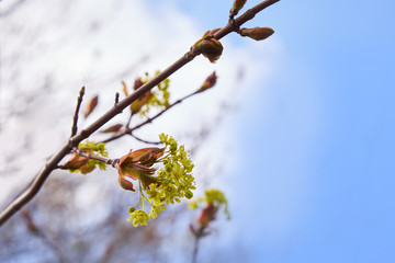 Blooming branches of the maple tree. Spring blossom.