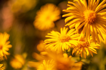 Yellow flowers isolated with a blurred background