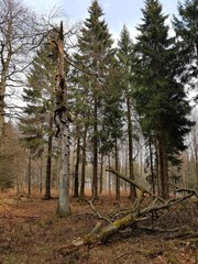 Wald