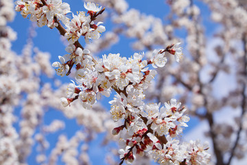 Branch of a blossoming apricot tree. Apricot tree flower, seasonal floral nature background, shallow depth of field