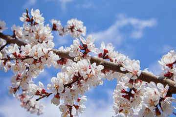 Branch of a blossoming apricot tree. Apricot tree flower, seasonal floral nature background, shallow depth of field