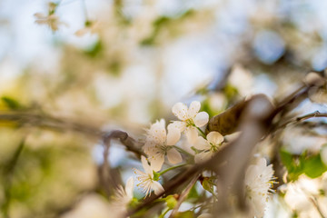 Cherry tree blossom close up isolated