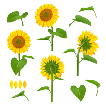 Sunflowers illustrations. Garden botanical yellow beauty sunflowers with seeds vector floral background pictures. Illustration of blossom sunflower, summer flora plant