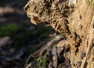 Close-up of tree trunk with wild-grown mushrooms
