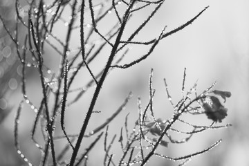 Flower plant with morning dew and backlight