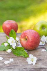 Fresh sweet juicy red and green apples with flowers on a wooden background