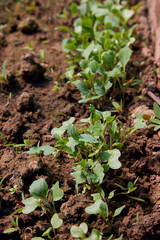 Young radishes in the ground in the garden. radish grows. Young radish plants in the field, agricultural background. Feathers green radish are growing in the garden.