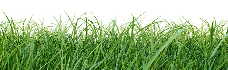 Grass isolated on white. Summer or Spring border.