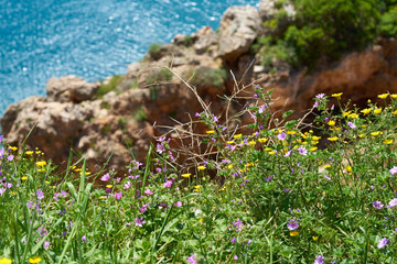 Flowering yellow plants in the nature