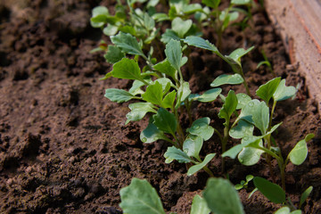 Young radishes in the ground in the garden. radish grows. Young radish plants in the field, agricultural background. Feathers green radish are growing in the garden.