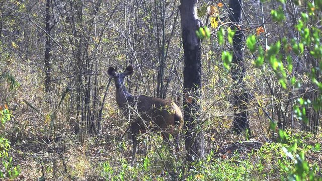 a sambar deer in bamboo forest at tadoba andhari tiger reserve in India