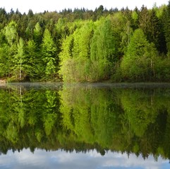 Baeume am See reflektieren im Wasser
