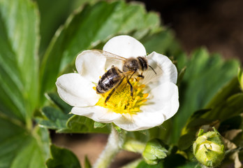 Bee pollinates and sits in a white strawberry flower