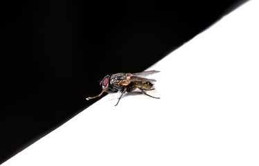 ordinary black fly sitting on a white background close-up