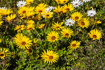 Bright yellow and white daisies