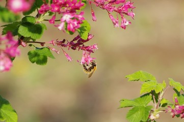 Bourdon butinant des fleurs