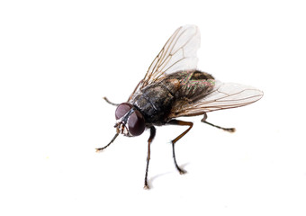 ordinary black fly sitting on a white background close-up
