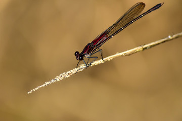 Red Dragonfly Perched on a Grass Stalk