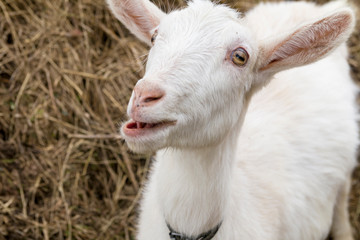 Obraz premium Young goat