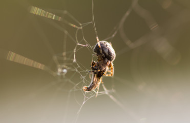 a small spider sits in the center of its web