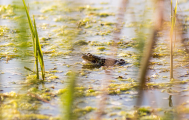 Green brown Frog or Toad sitting in the water among the grass and algae