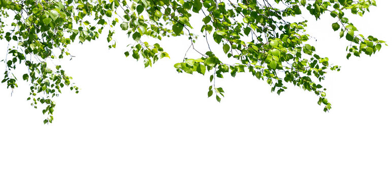Birch twigs with the young green leaves hang down isolated on white. Natural birch background located on top of the picture.