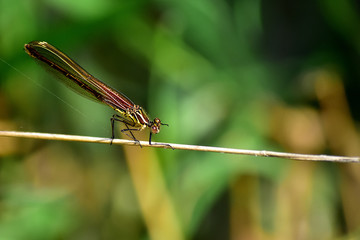 Red Dragonfly Perched on a Grass Stalk