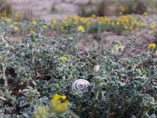 fiore