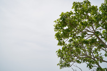 Green tree in the nature
