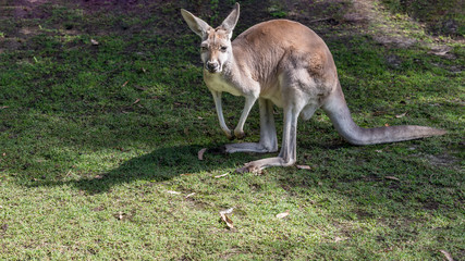 Naklejka na ściany i meble Australian red kangaroo looks curious as he is photographed, Western Australia