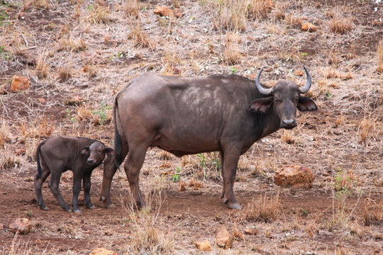 une bufflonne et son bufflon