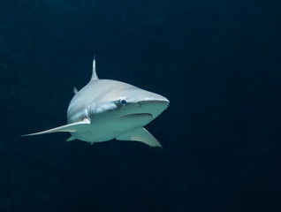 Shark in sea in detail. You can say your last wish.