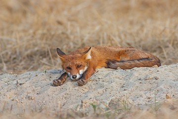 Cute red fox, vulpes vulpes, laying lazily on a sand. Wild animal relaxing in nature. Wildlife scenery with animal resting.