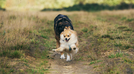 Two cute dogs, little pomeranian spitz, and large mongrel dog walking on a field in summer day.
