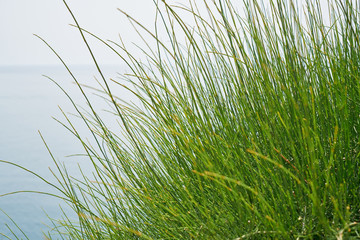 Green grass in the nature