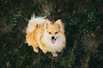 Beautiful pomeranian spitz orange color. Nice friendly dog pet walks on a field in the autumn season.
