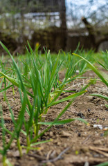 Young garlic on a garden bed in the garden
