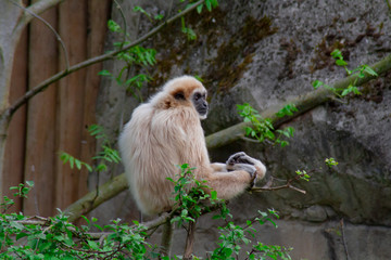 gibbons à mains blanches