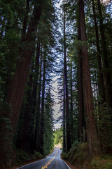 Avenue of the Giants Evening