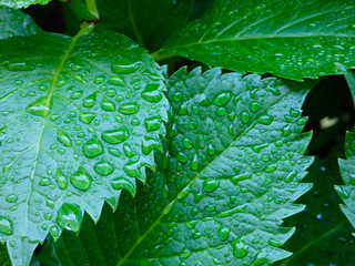 Hojas verdes con gotas de agua después de la lluvia