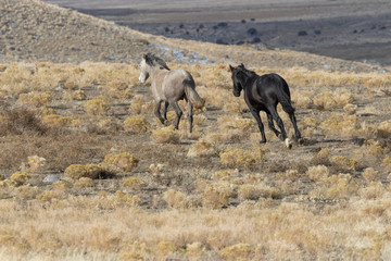 Wild Horses in Utah in winter