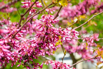 Fototapeta premium Beautiful spring bloom of Cercis canadensis. A branch of eastern redbud tree with many small pink flowers against a background of fresh green leaves on a sunny day.