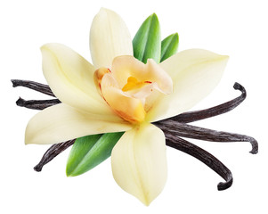 Fototapeta na wymiar Dried vanilla sticks and orchid vanilla flower. File contains clipping path.