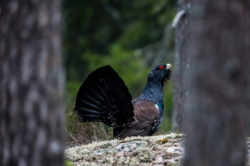 Wood Grouse framed by pine trees