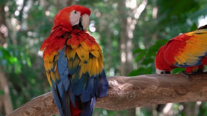 blue and gold macaw