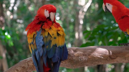red macaw