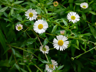 Margaritas en primavera en un jardín doméstido