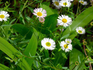 Margaritas en primavera en un jardín doméstido