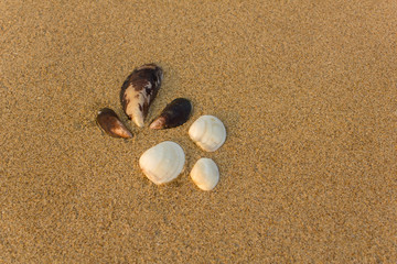 six large white and brown shells close up on a blurred yellow sand