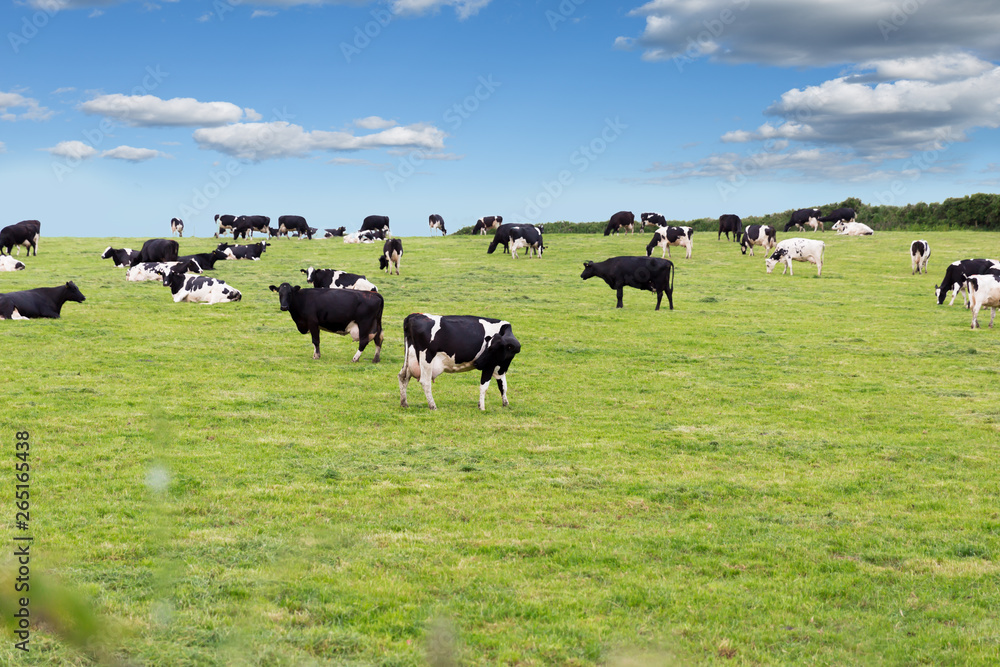 Sticker Perfect farm cows on a green meadow